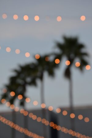 Palm trees with string lights in front