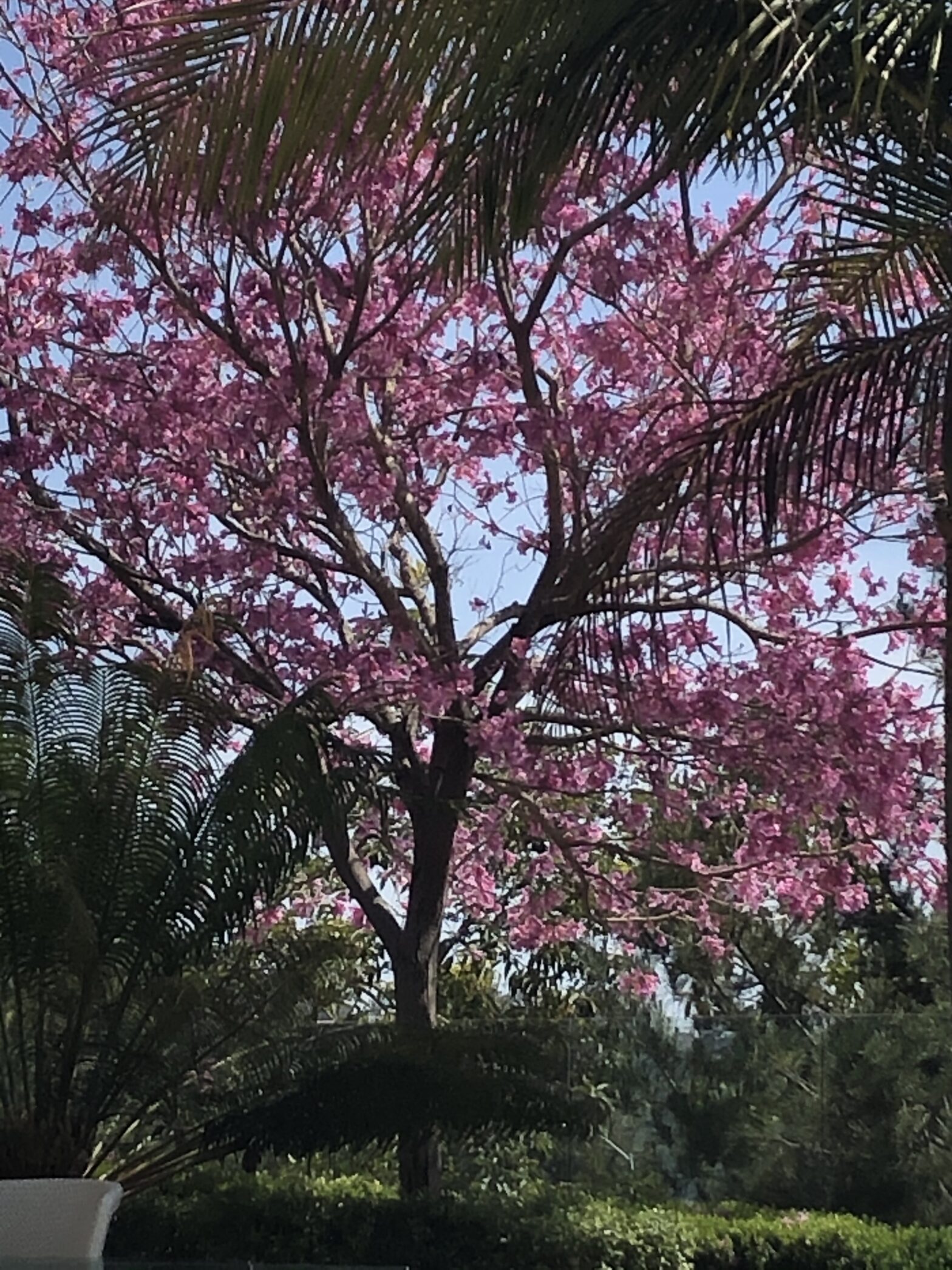 A pink tree in bloom