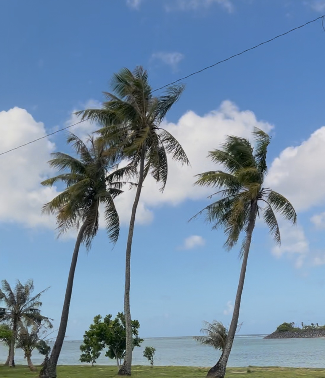 Three tall pine trees waving over the ocean. Puffy clouds in a clear sky in the background.