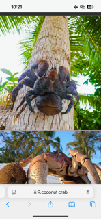 A large coconut crab on a tree trunk and a close up of a crab on a beach.