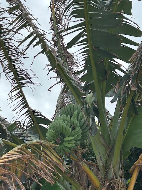 Clump of bananas on a banana tree