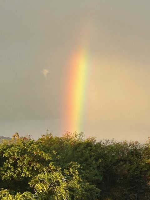 Rainbow going straight up out of the foliage into the sky.