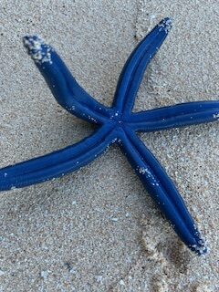 A blue starfish on sand