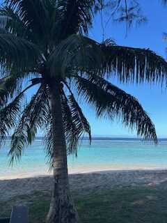 palm tree on beach