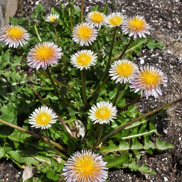 Close up of dandelions and leaves